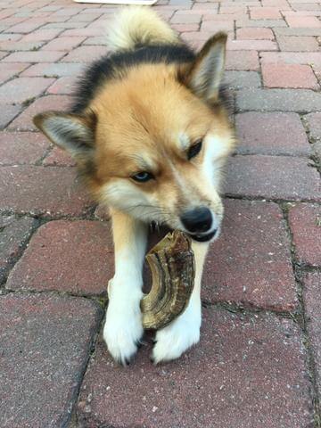 Dog chewing on lamb horn