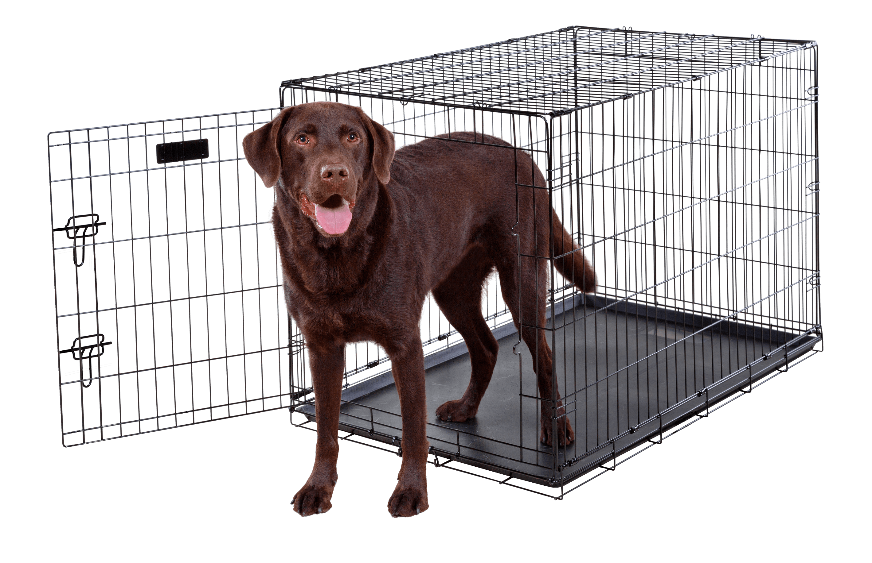 lab in 42 inch crate single door wire dog kennel