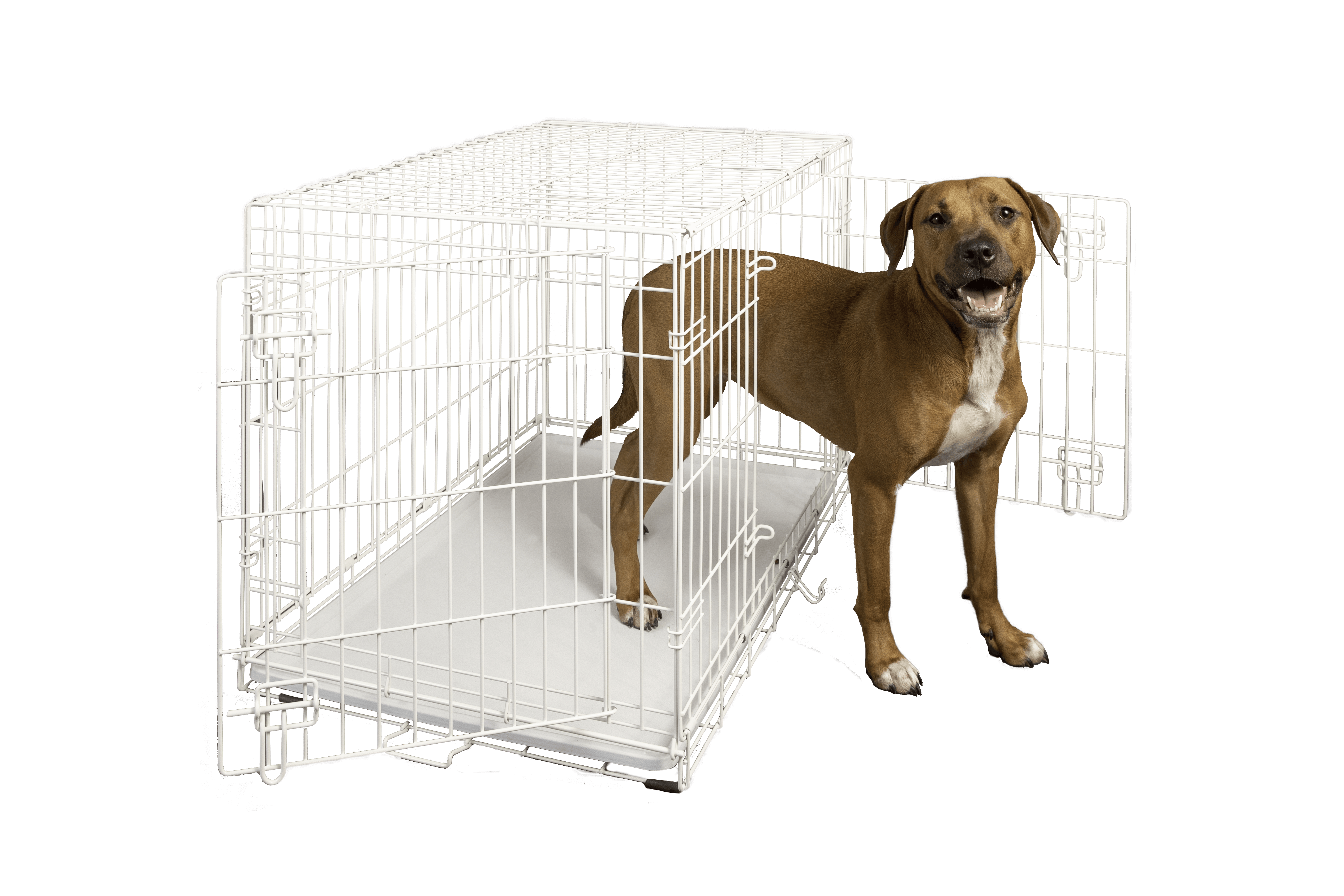 white 36 inch wire dog crate with double doors