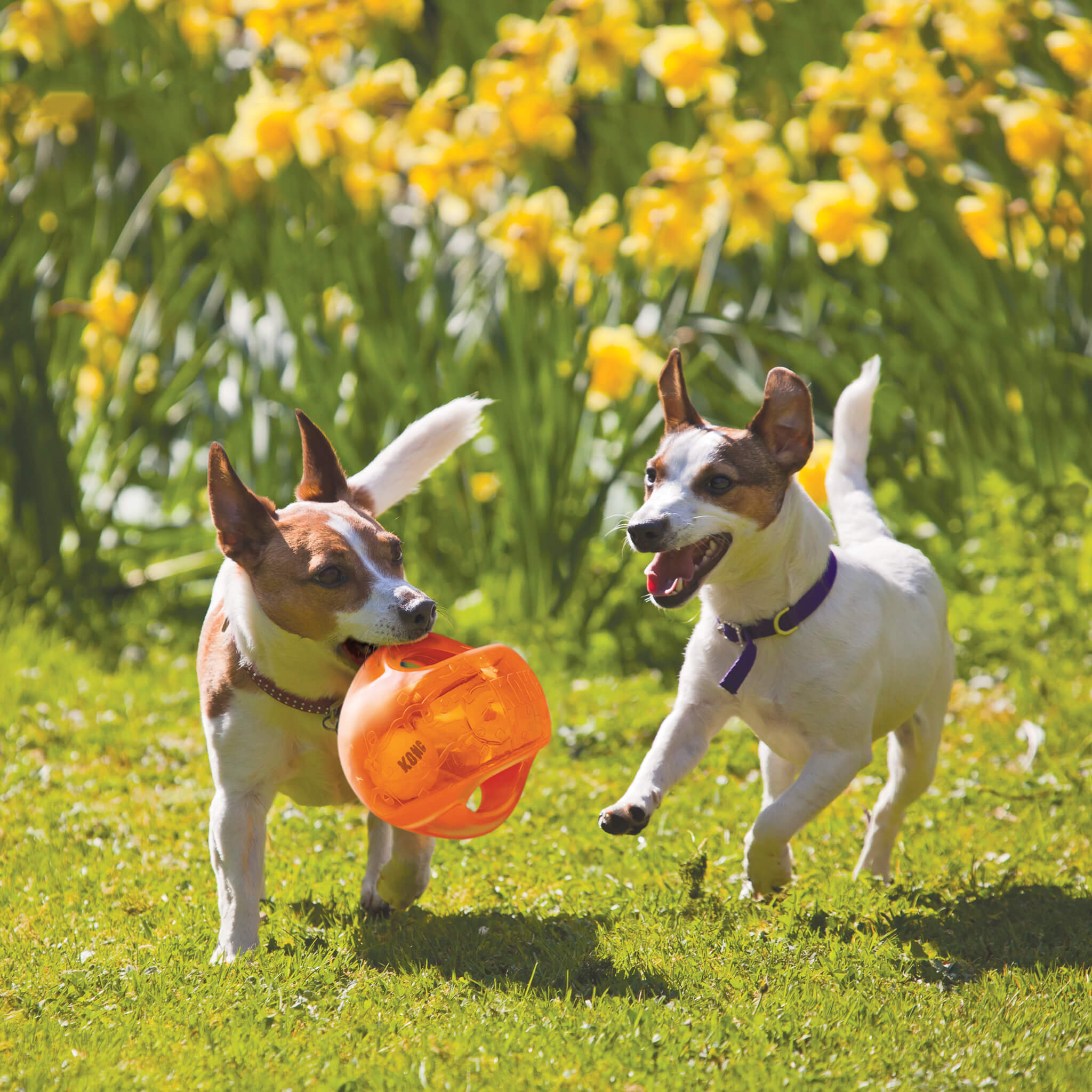 Two dogs playing with kong jumbler ball