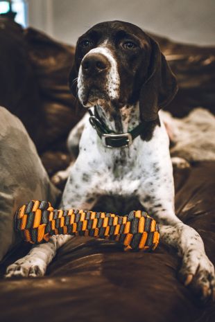 Dog playing with braided bone