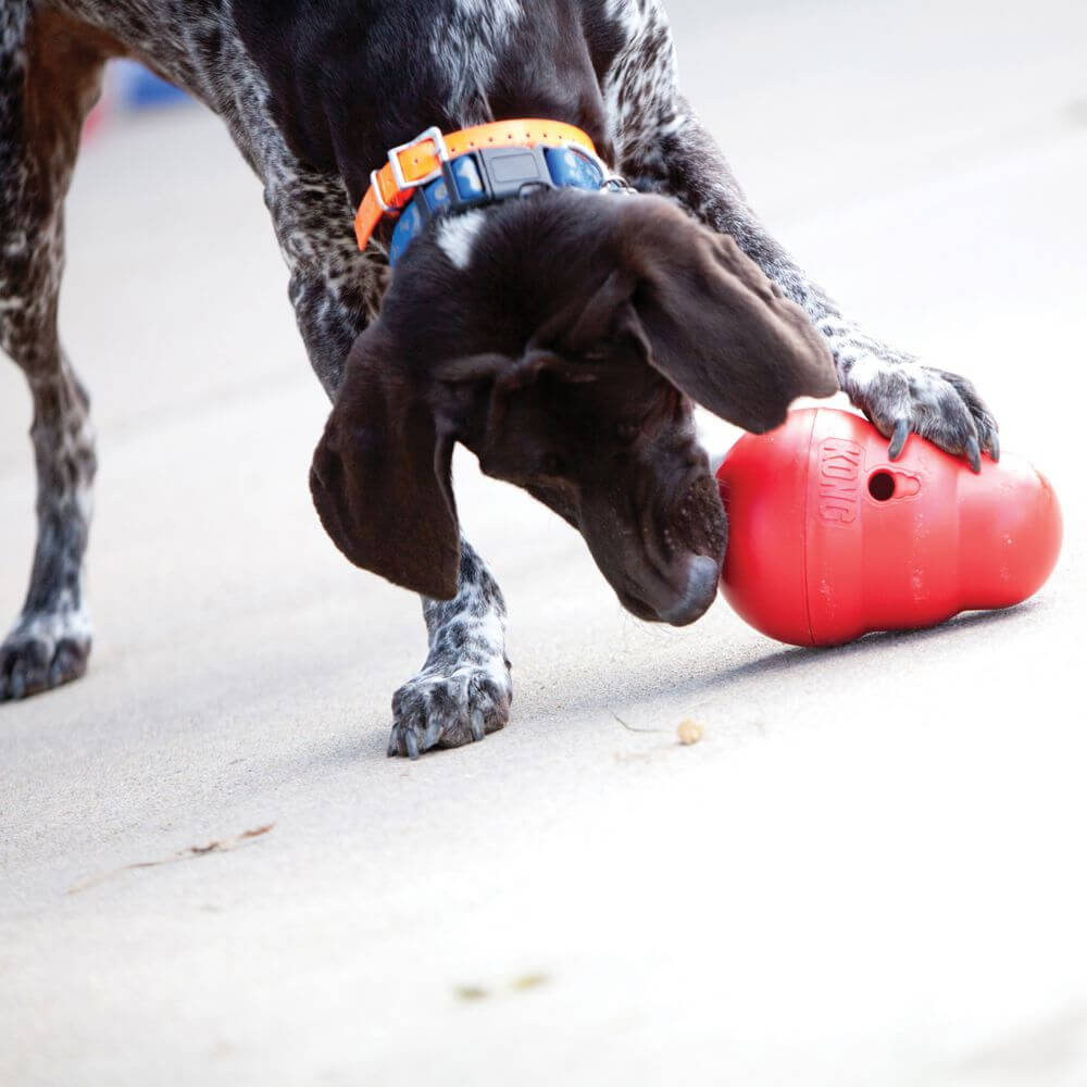 Dog playing with kong interactive feeder & treat dispenser