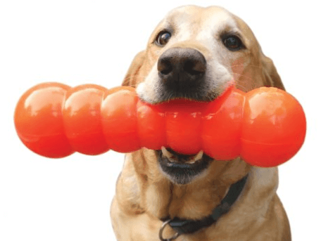 Dog posing with orange dawg buster in mouth