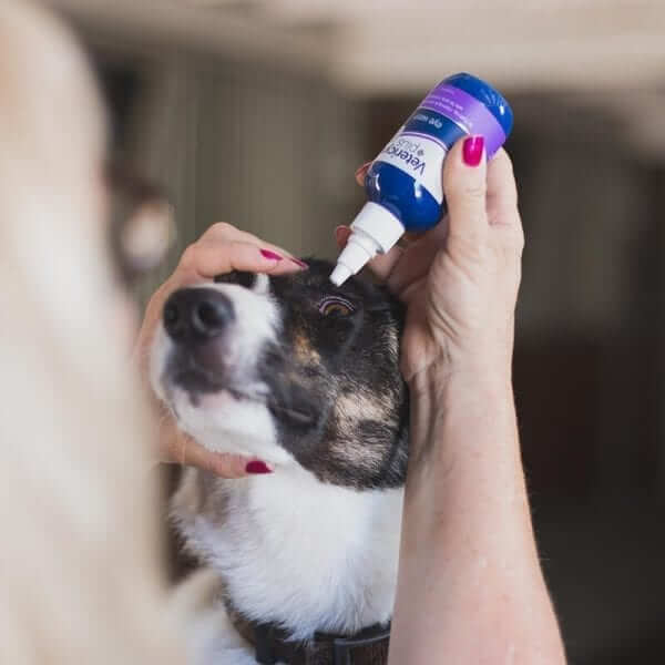 Person using eye wash on a dog