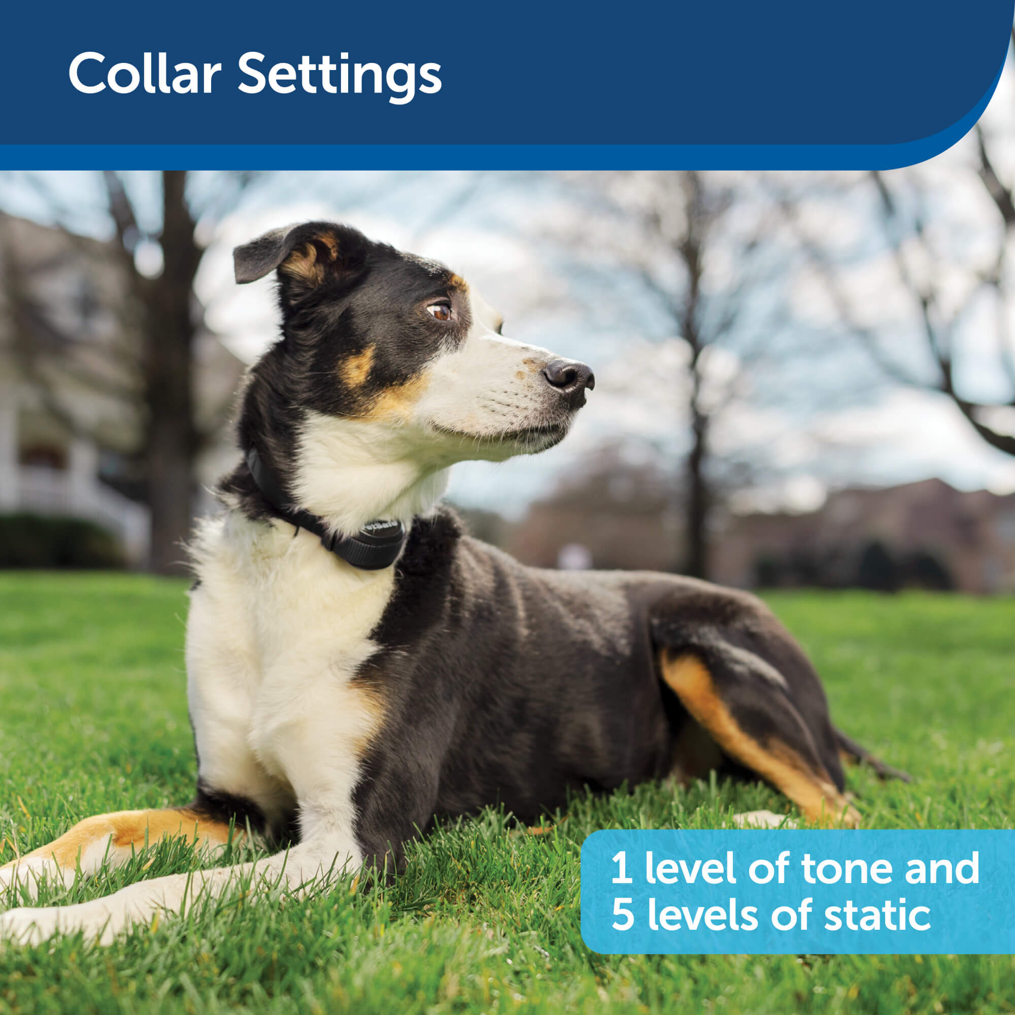 Dog wearing collar with collar settings