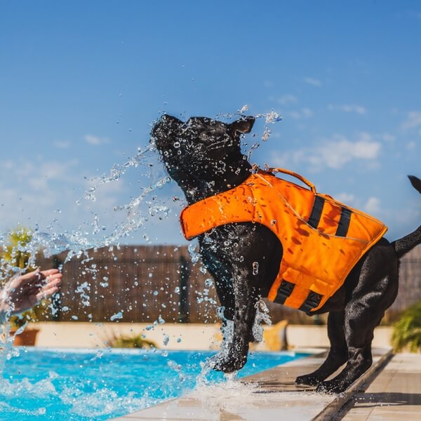 Small black dog with orange lifejacket shaking off water from pool