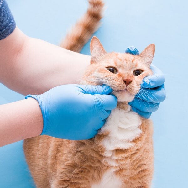 Regular Cleanings Vet inspecting cat's mouth