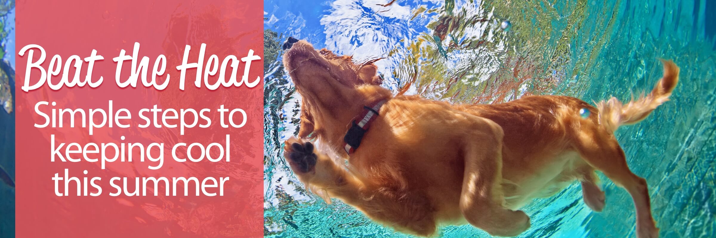 Beat the Heat Simple steps to keeping cool this summer Underneath view of dog swimming in water
