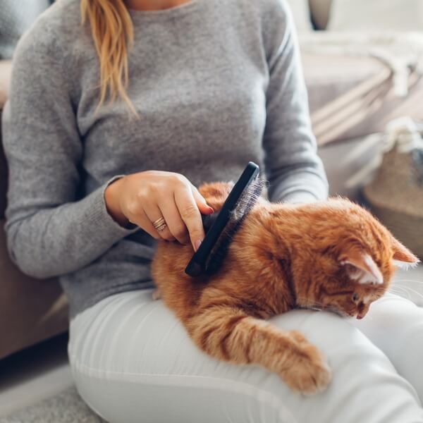 Woman holding orange tabby cat on her lap as she brushes away loose hair
