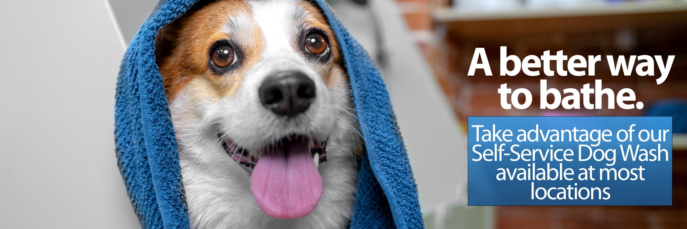 Smiling Corgi with towel draped over its head A better way to bathe Take advantage of our Self Service Dog Wash available at most locations