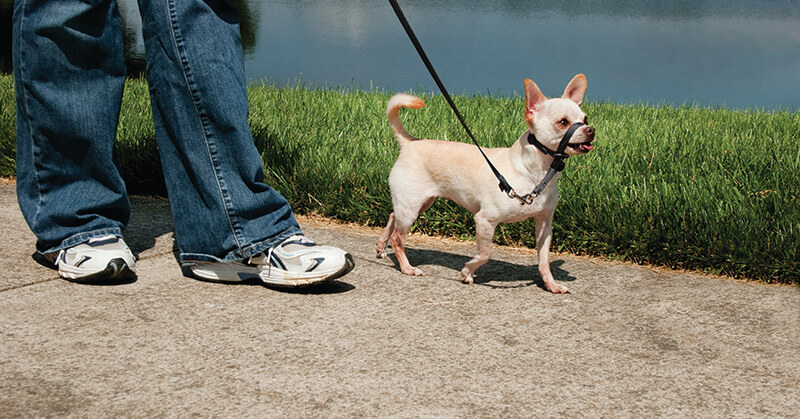 Training: Person walking small dog with head collar