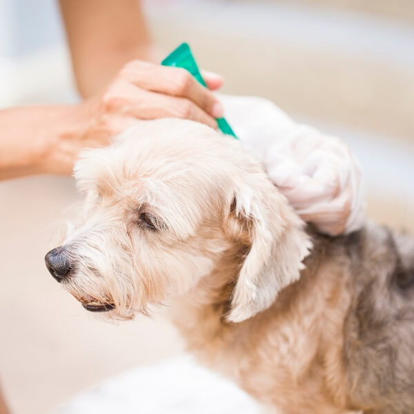 Person applying topical flea and tick treatment to small dog