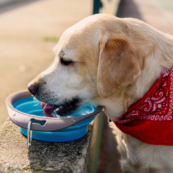 Dog with red bandana drinking water from collapsible pet dish