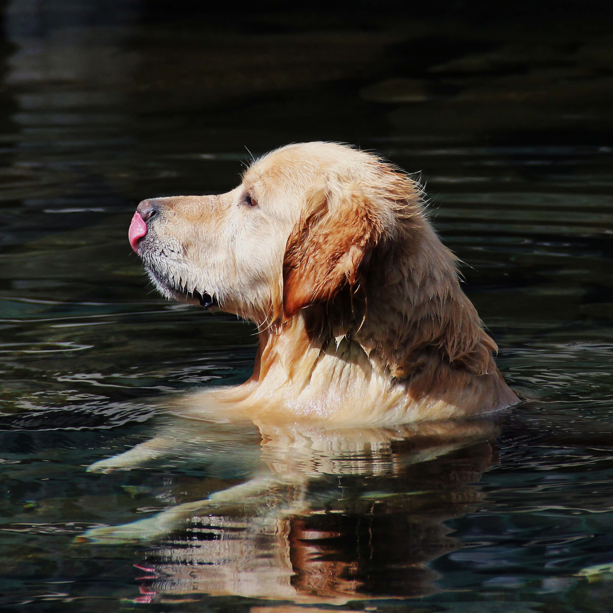 Dog Grooming Tips: Lifestyle influences how often your dog needs a bath