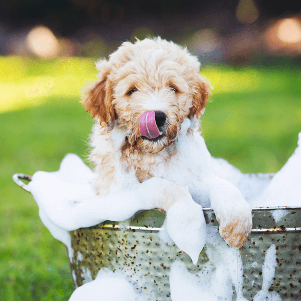 Keep it Clean goldendoodle puppy in bath tub