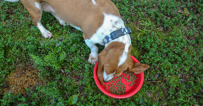 Dog eating Food in red bowl