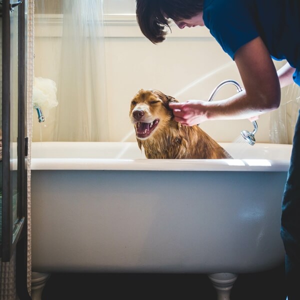 Person bending over to bathe dog in a bathroom tub