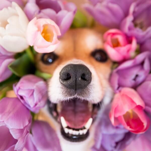Smiling Corgi pushes his face through a bunch of colorful tulips