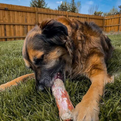 Big dog chews on big bone