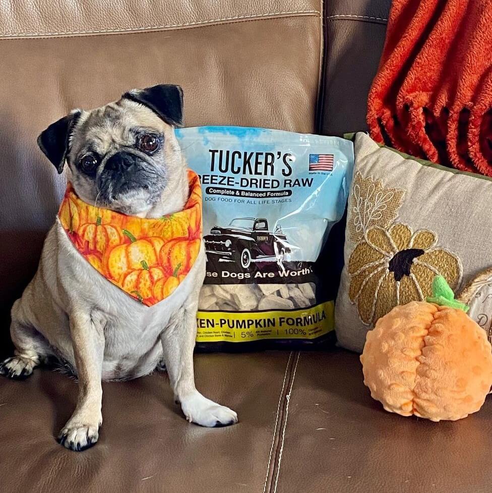 Small dog on couch with chicken pumpkin