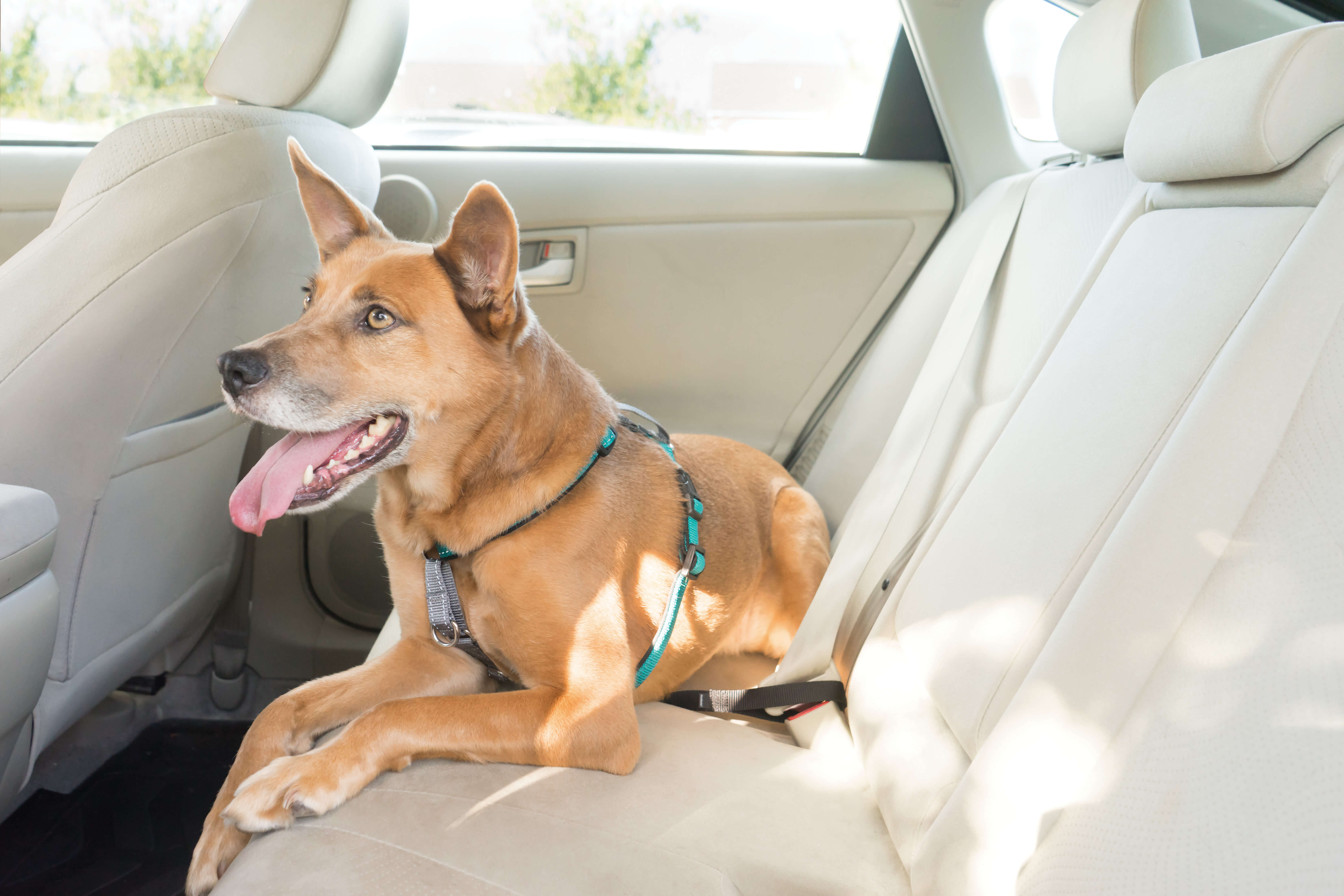 Dog strapped to back seat of car using 3 in 1 petsafe teal dog harness 