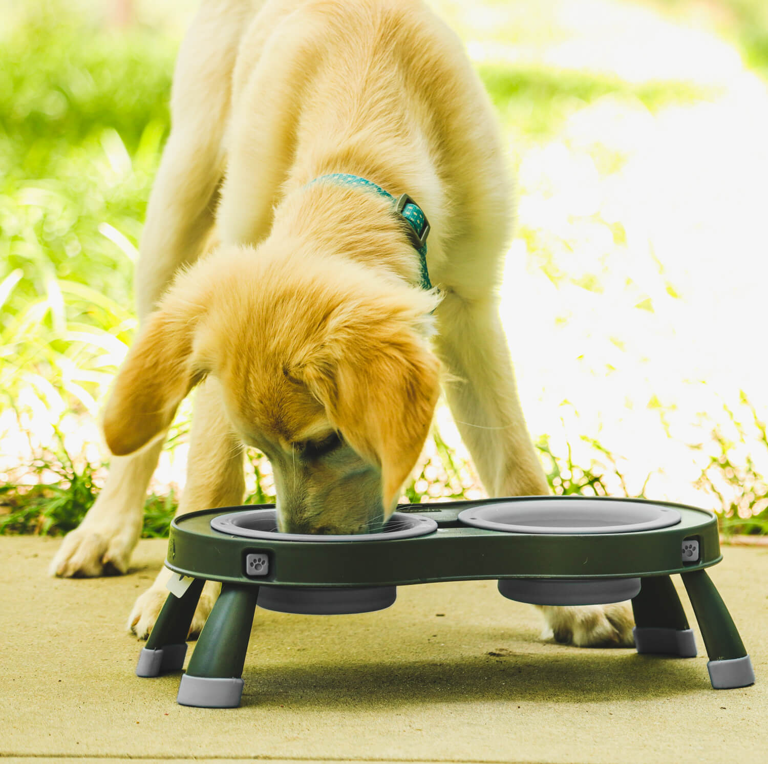 dexas grey double elevated feeder small with dog