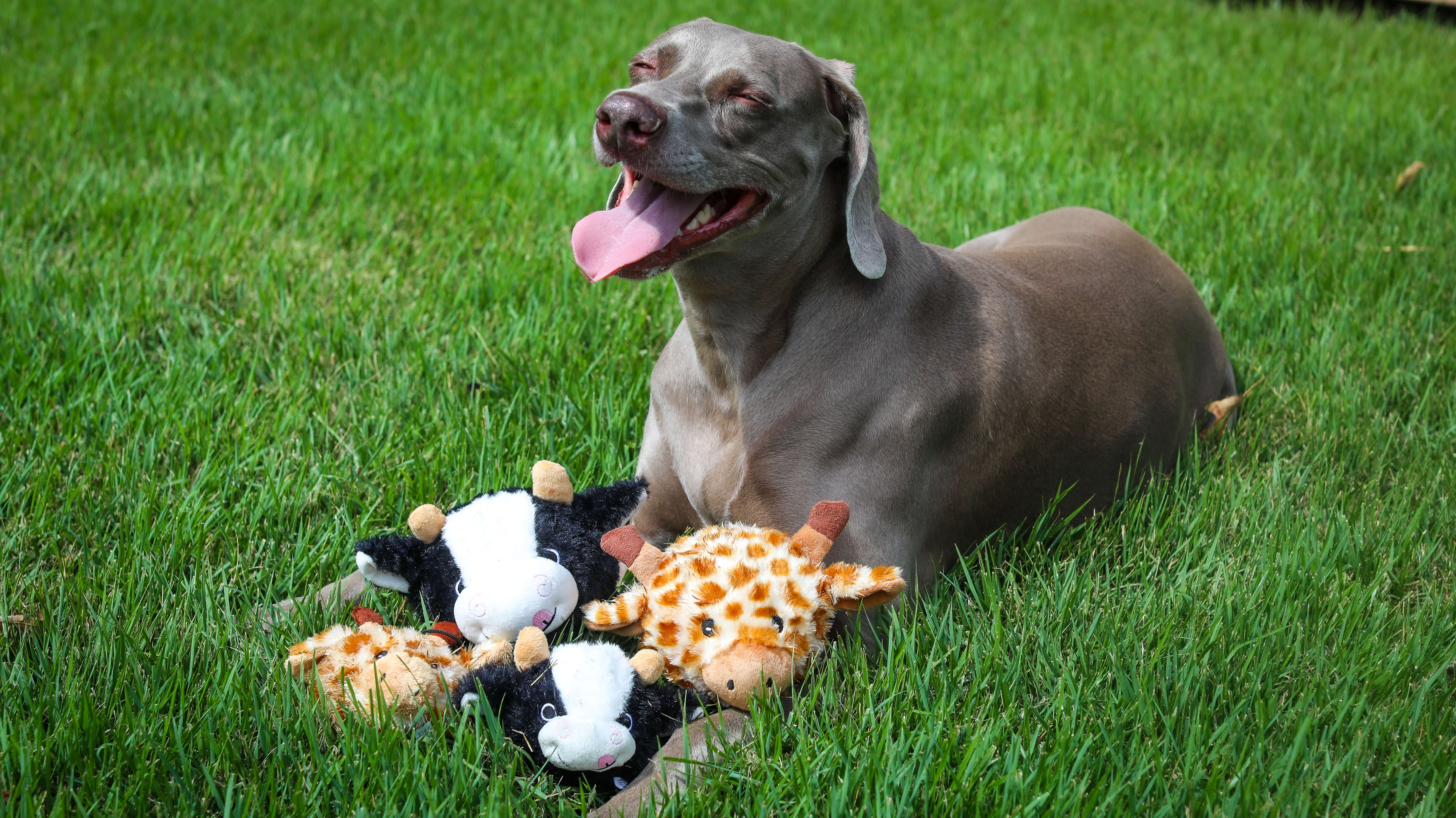 Nubbie Buddies - Dog Toy - Nubbie Buddies