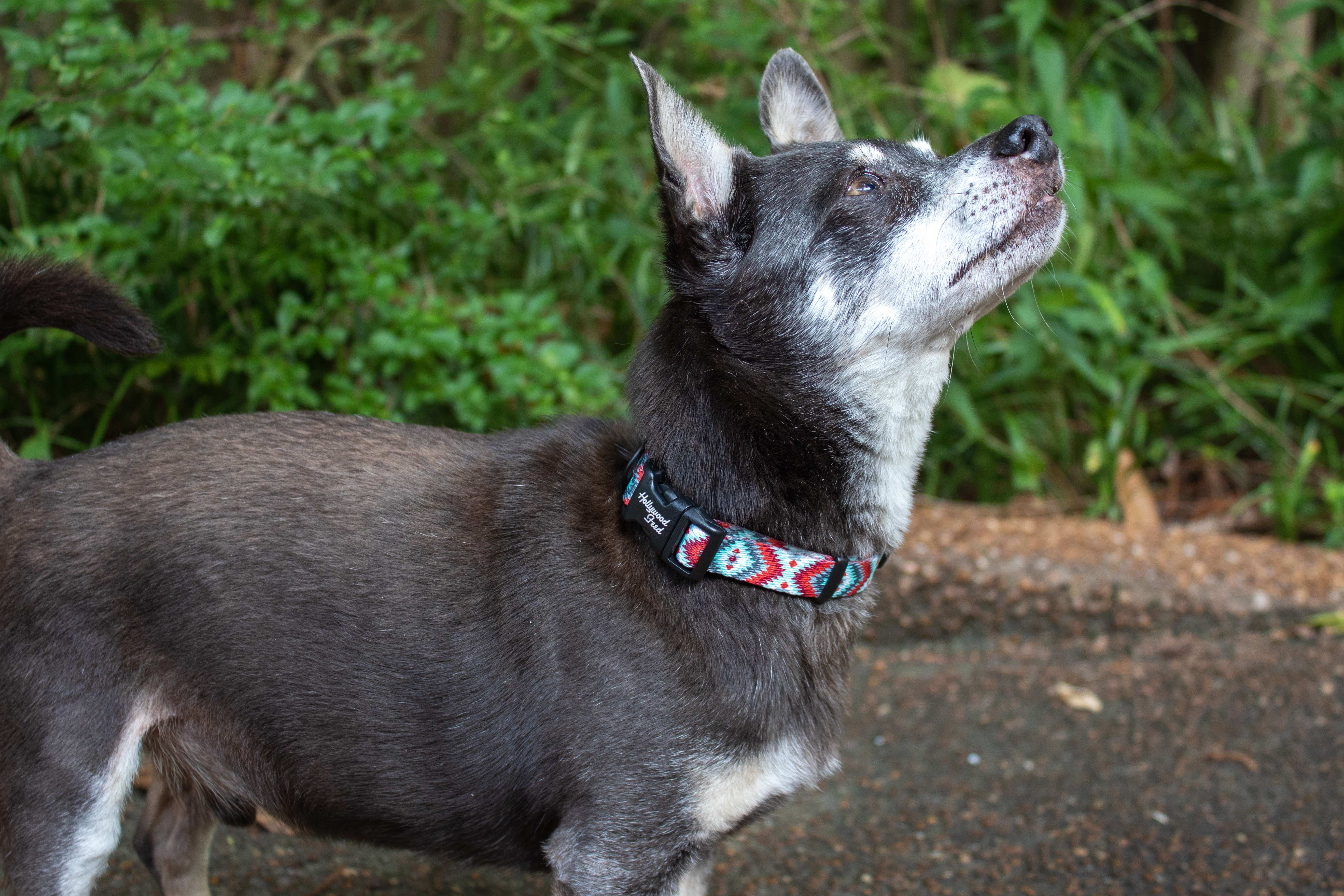 Hollywood Feed Ohio Made southwest red collar on chihuahua