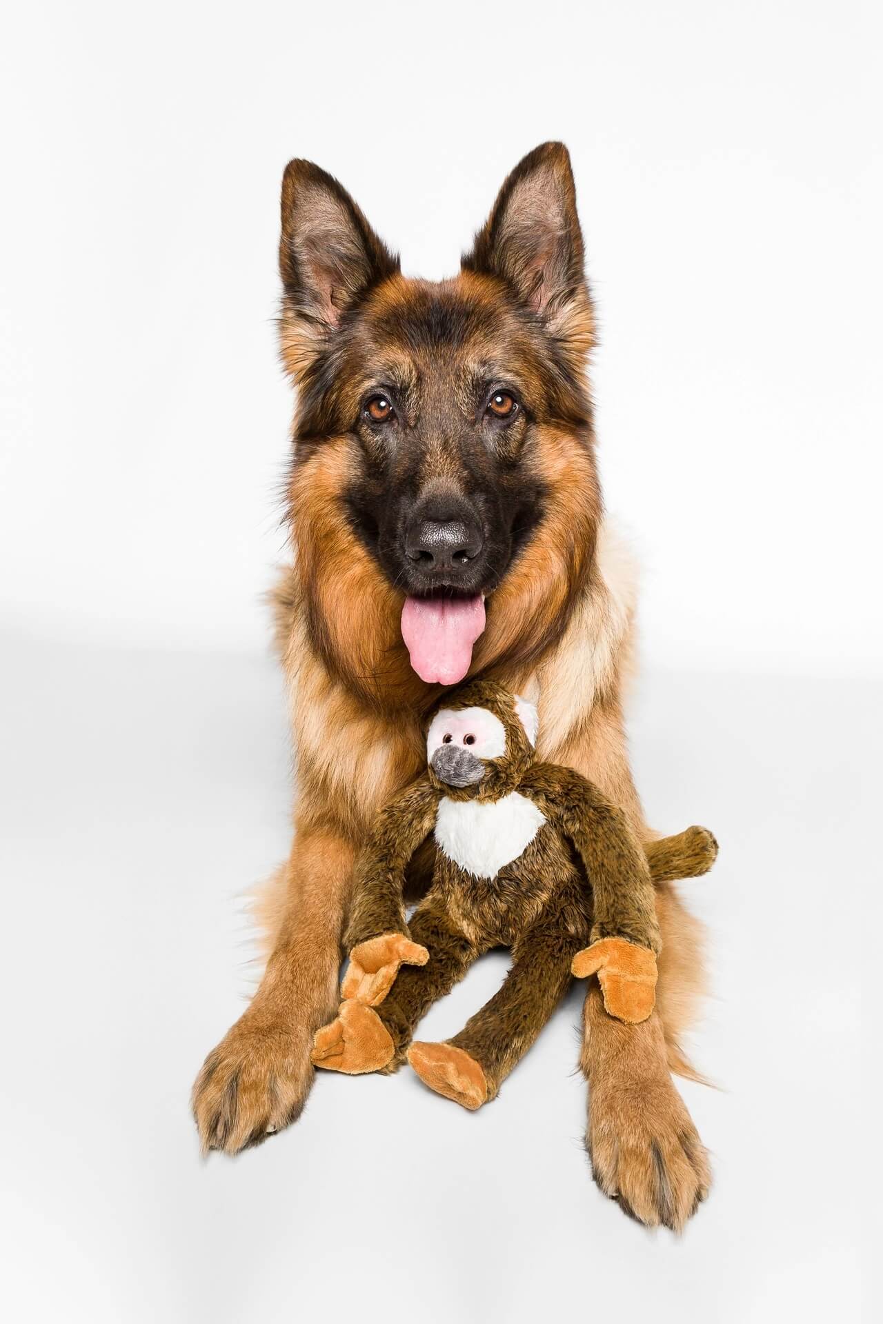 Dog posing with Albert monkey large 15''