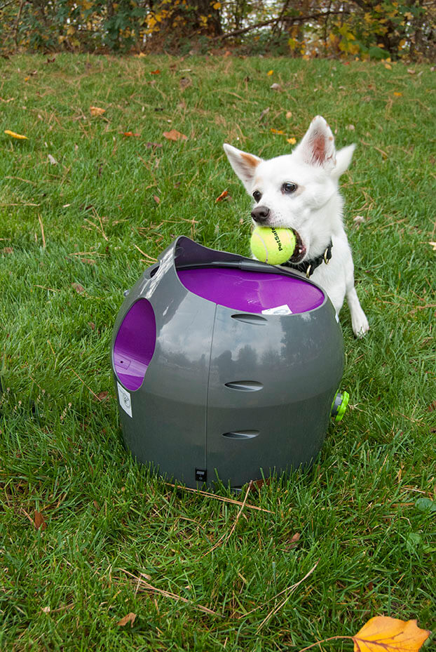 Dog putting ball into petsafe automatic ball launcher