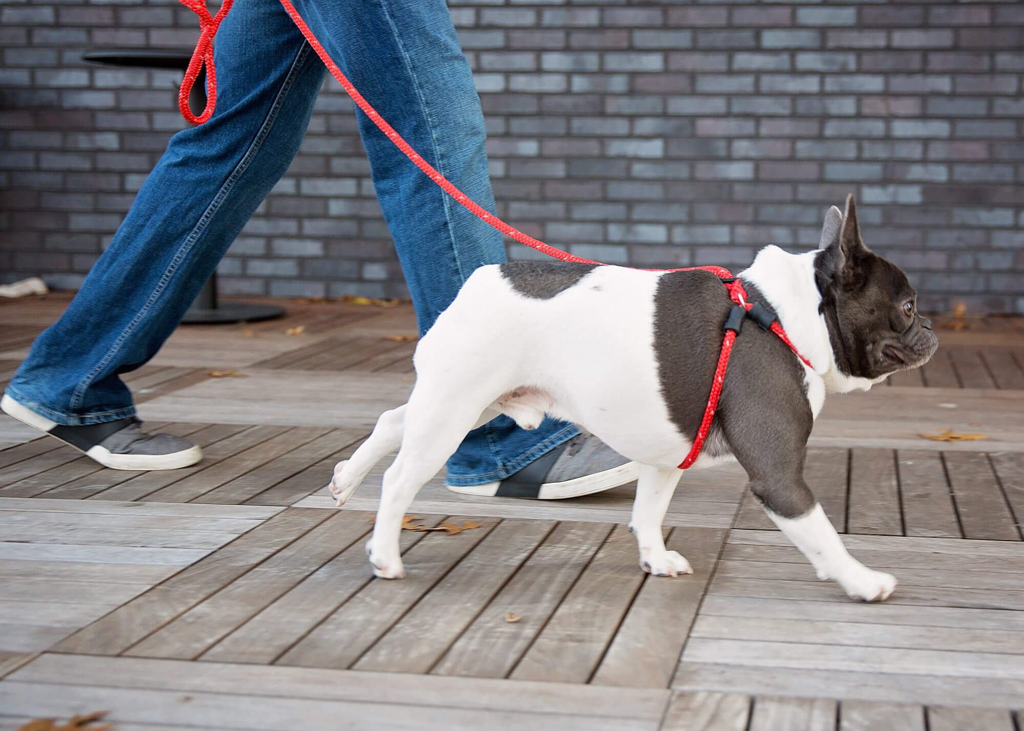 Harness lead red dog harness leash on dog