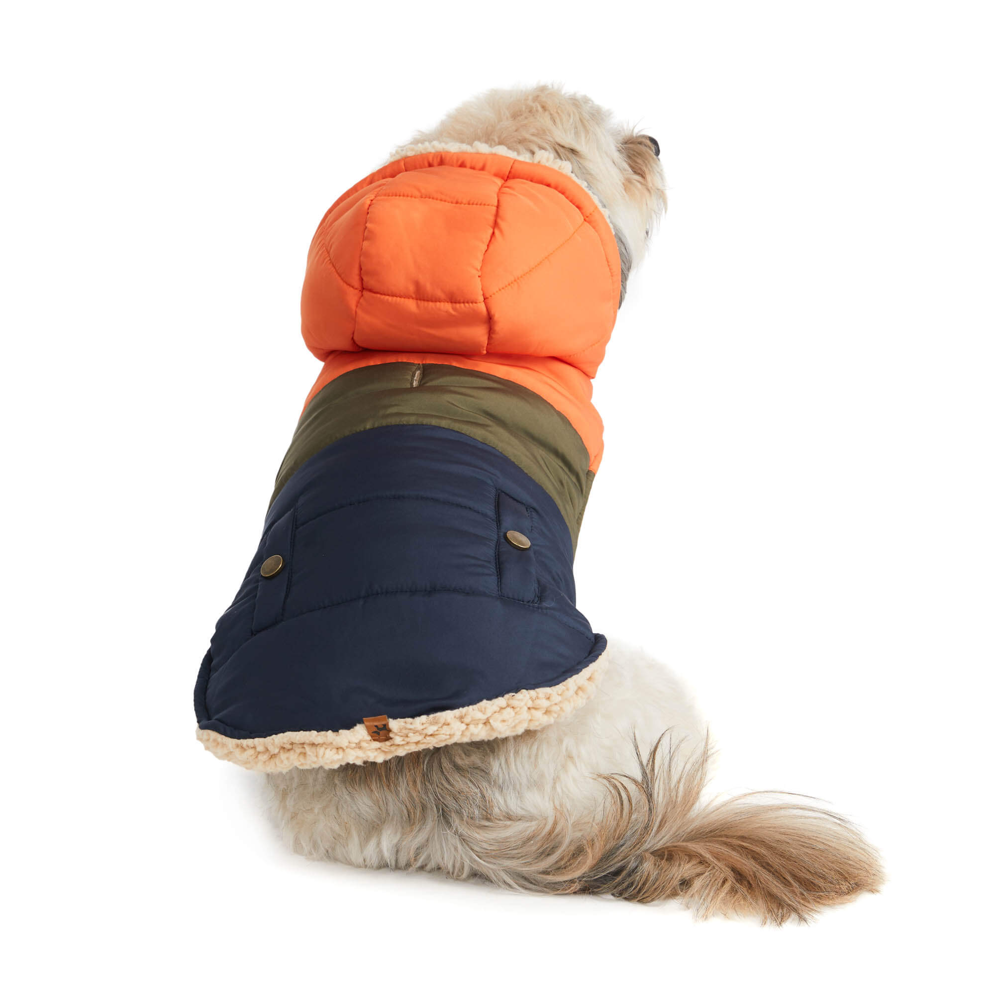 Dog wearing orange and blue parka. Back view