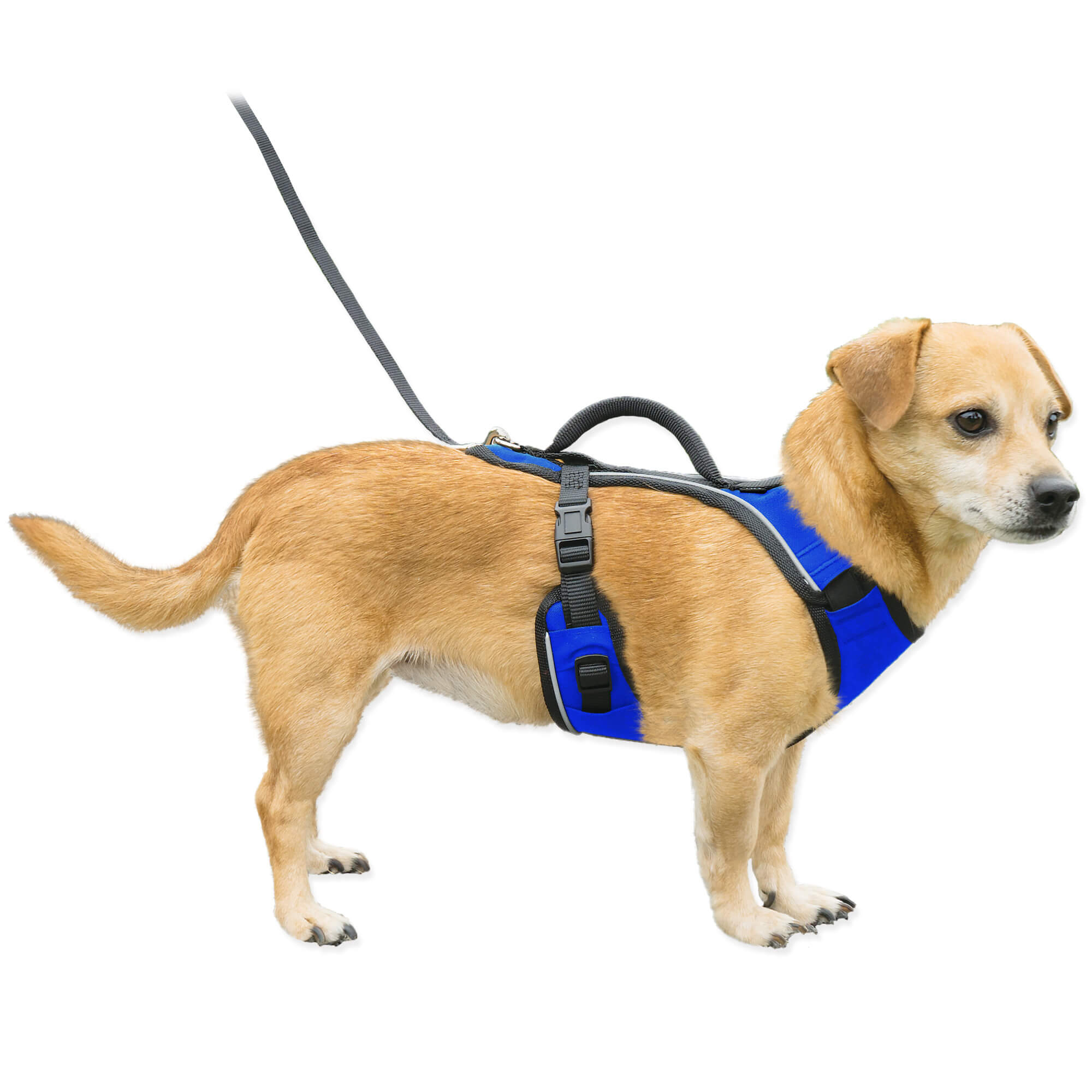 Dog wearing blue petsafe easysport harness in xsmall