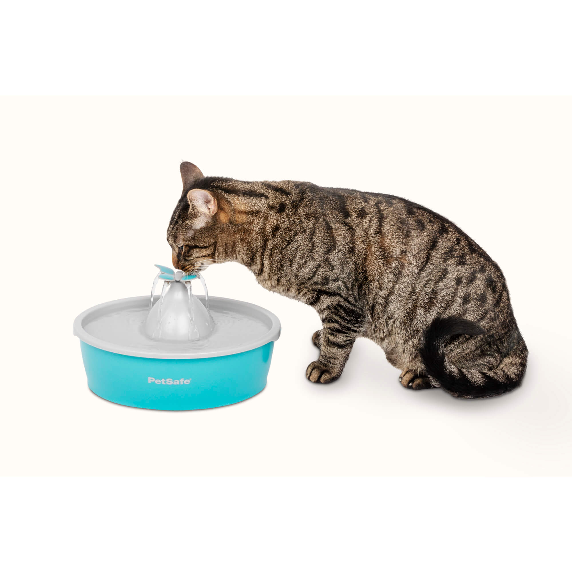 Cat drinking from petsafe drinkwell butterfly pet fountain - teal