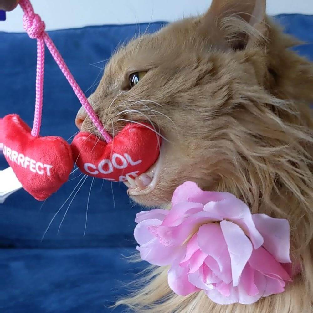H&K kittybelles heartstring lifestyle