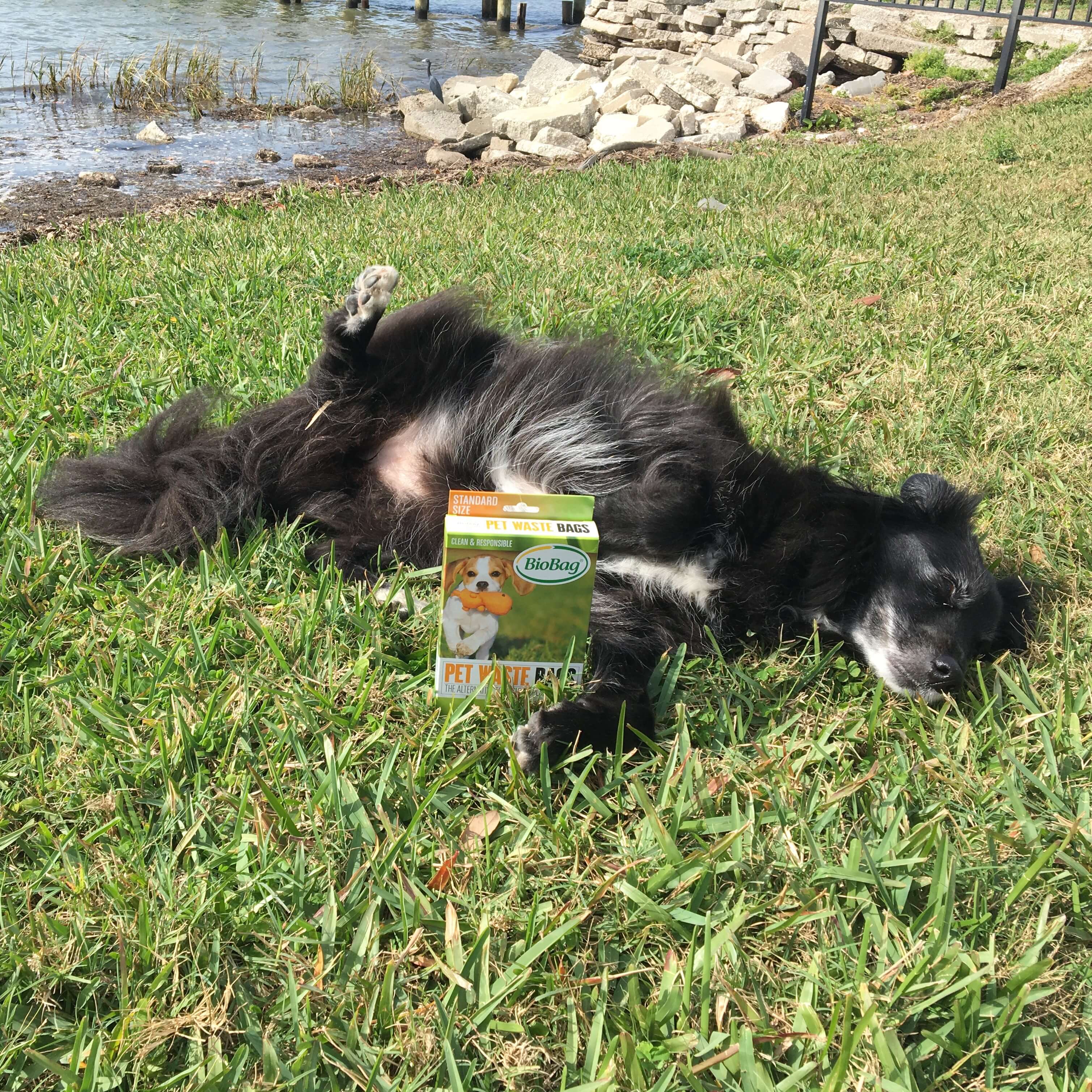 dog laying down with a box of biobags 