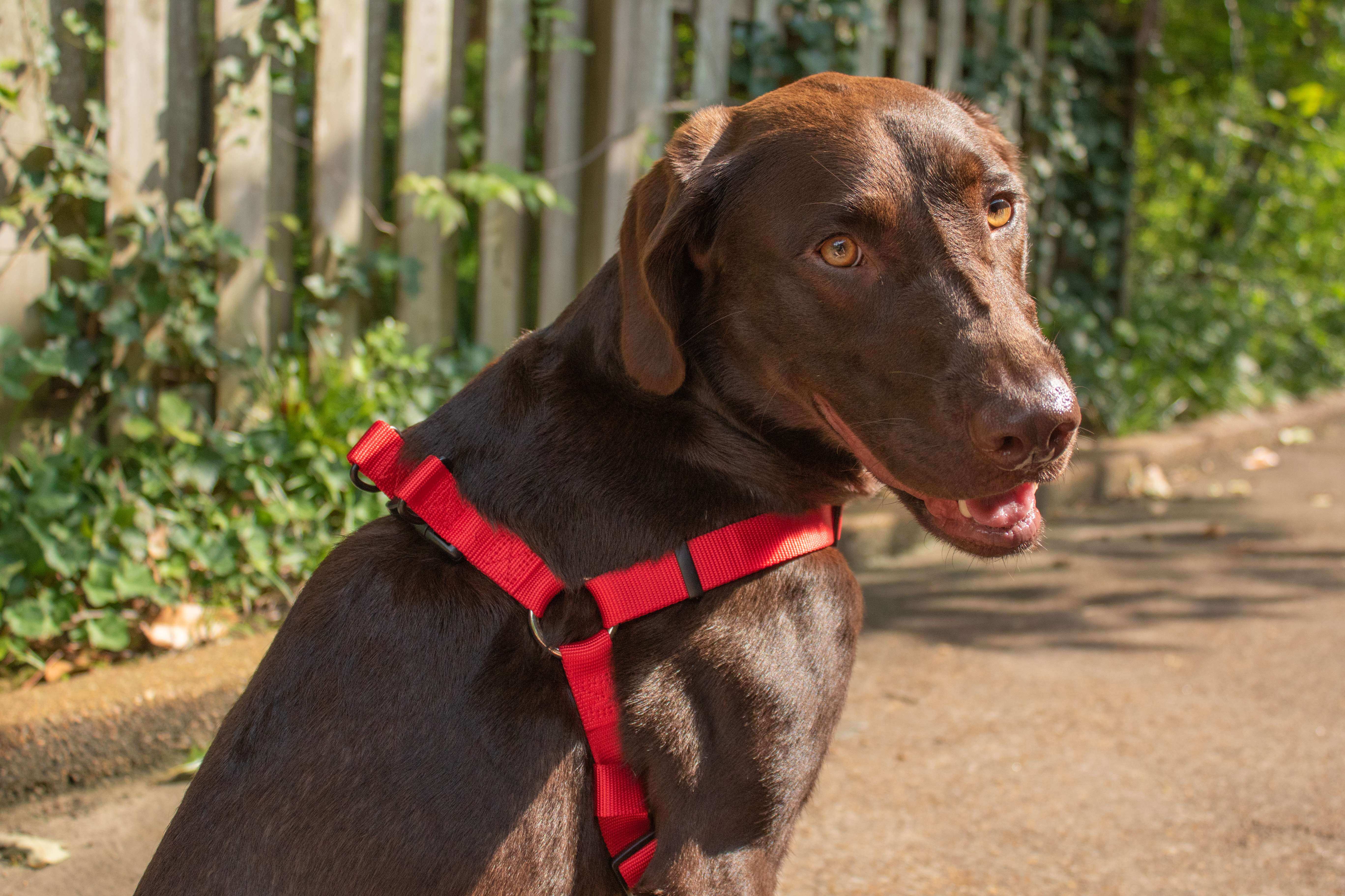 Hollywood Feed Ohio Made red harness on chocolate lab