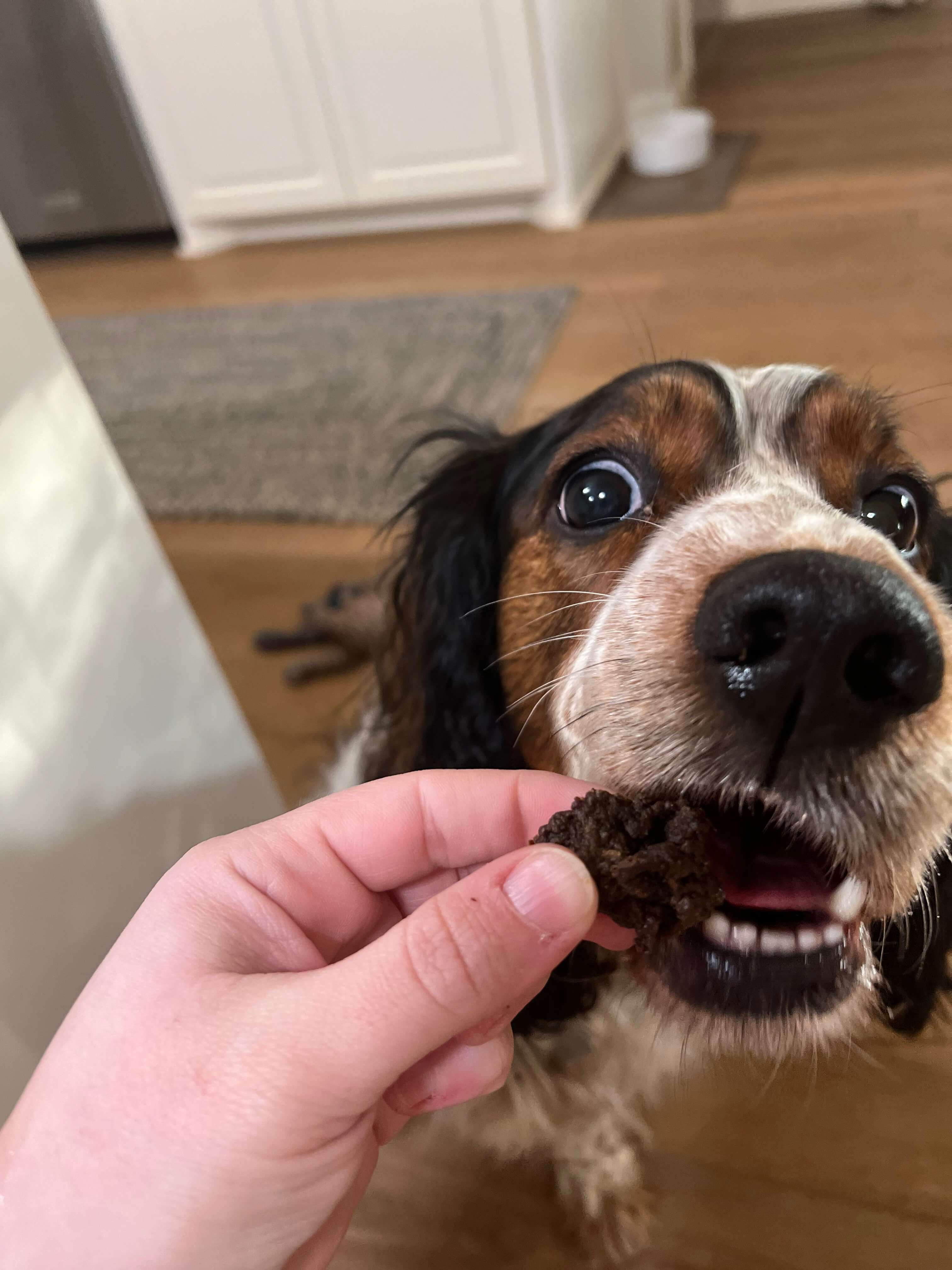 Georgia Smoked - Dog Treat