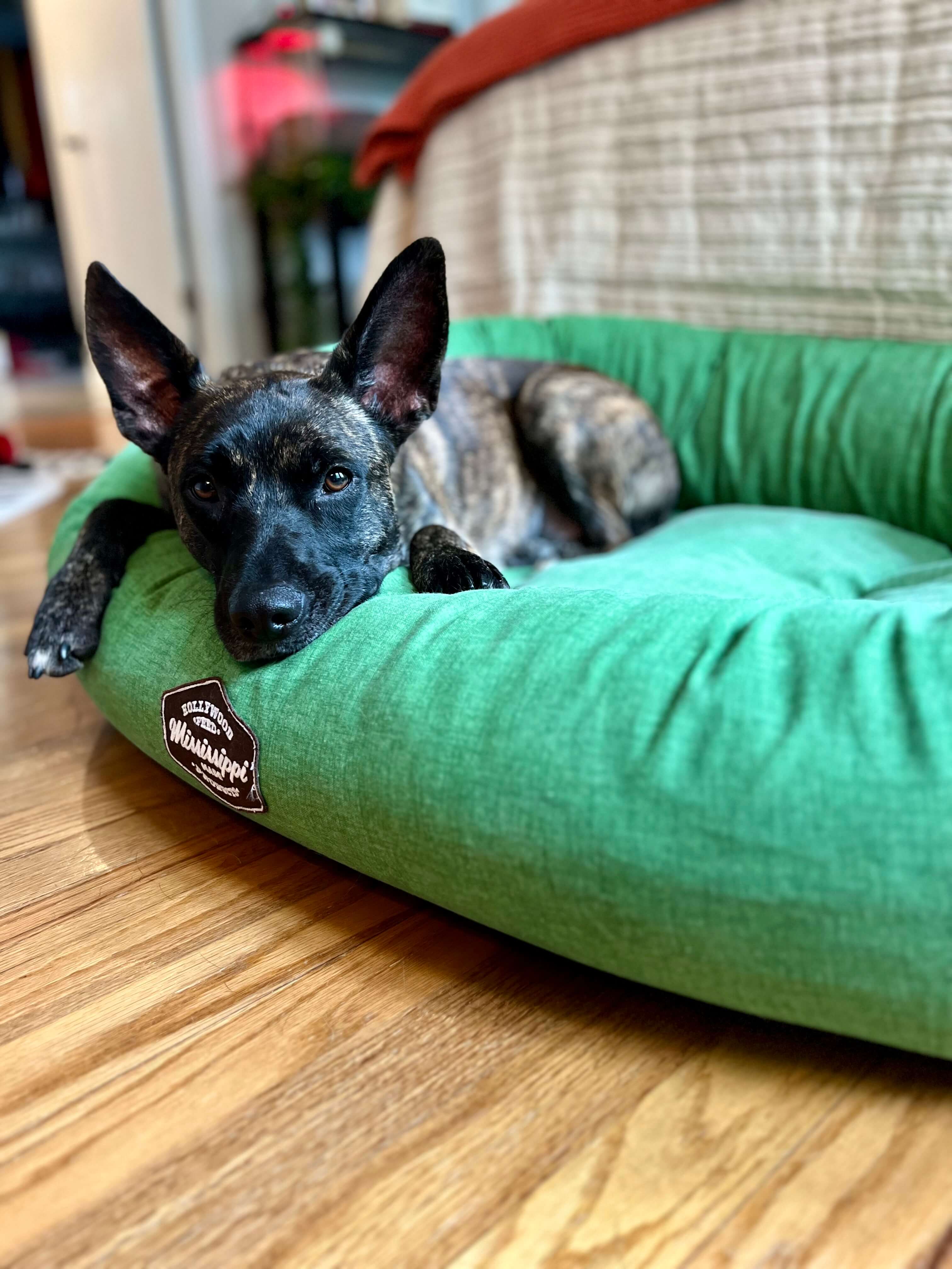 Donut Dog Bed