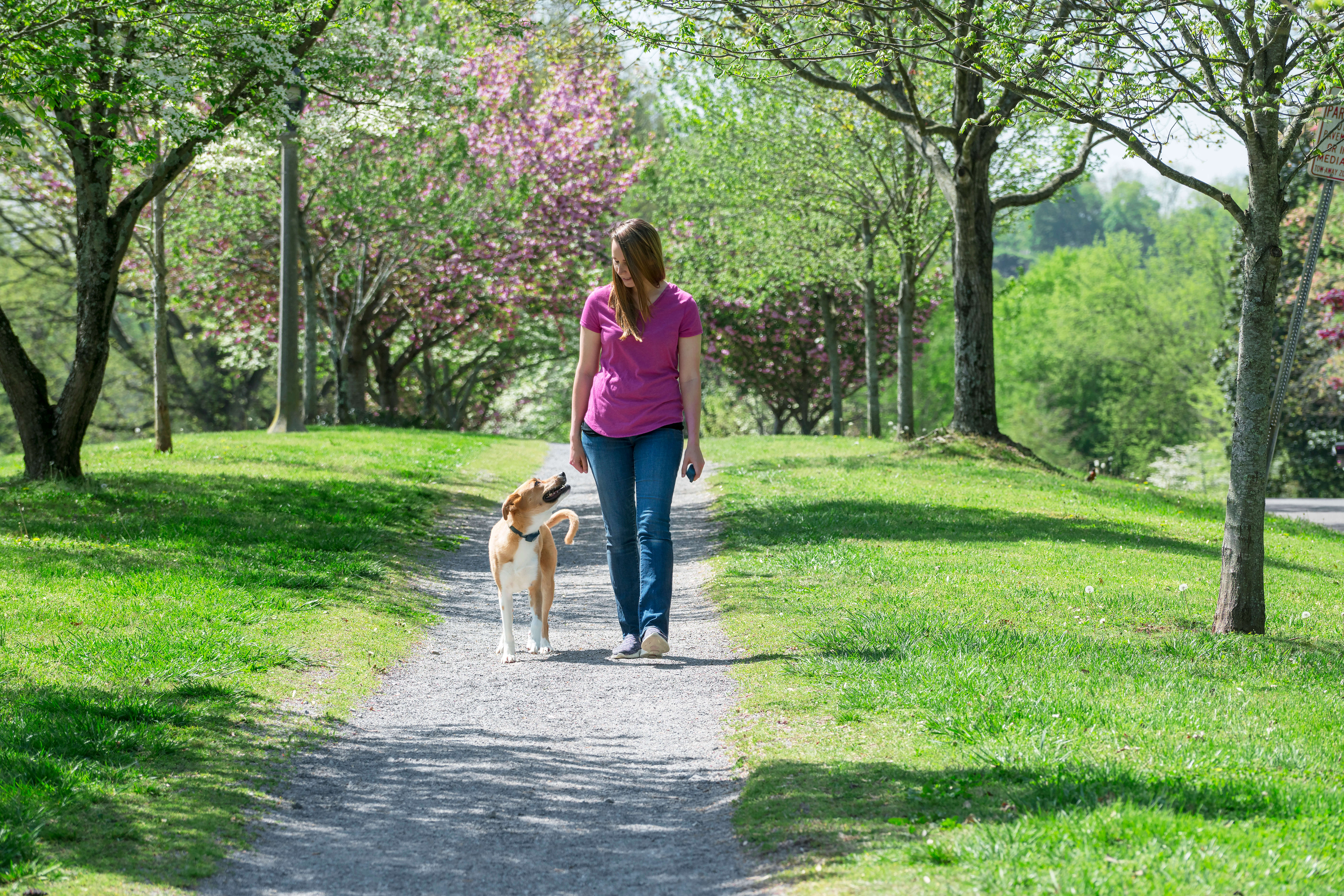 Dog wearing petsafe collar walking beside woman