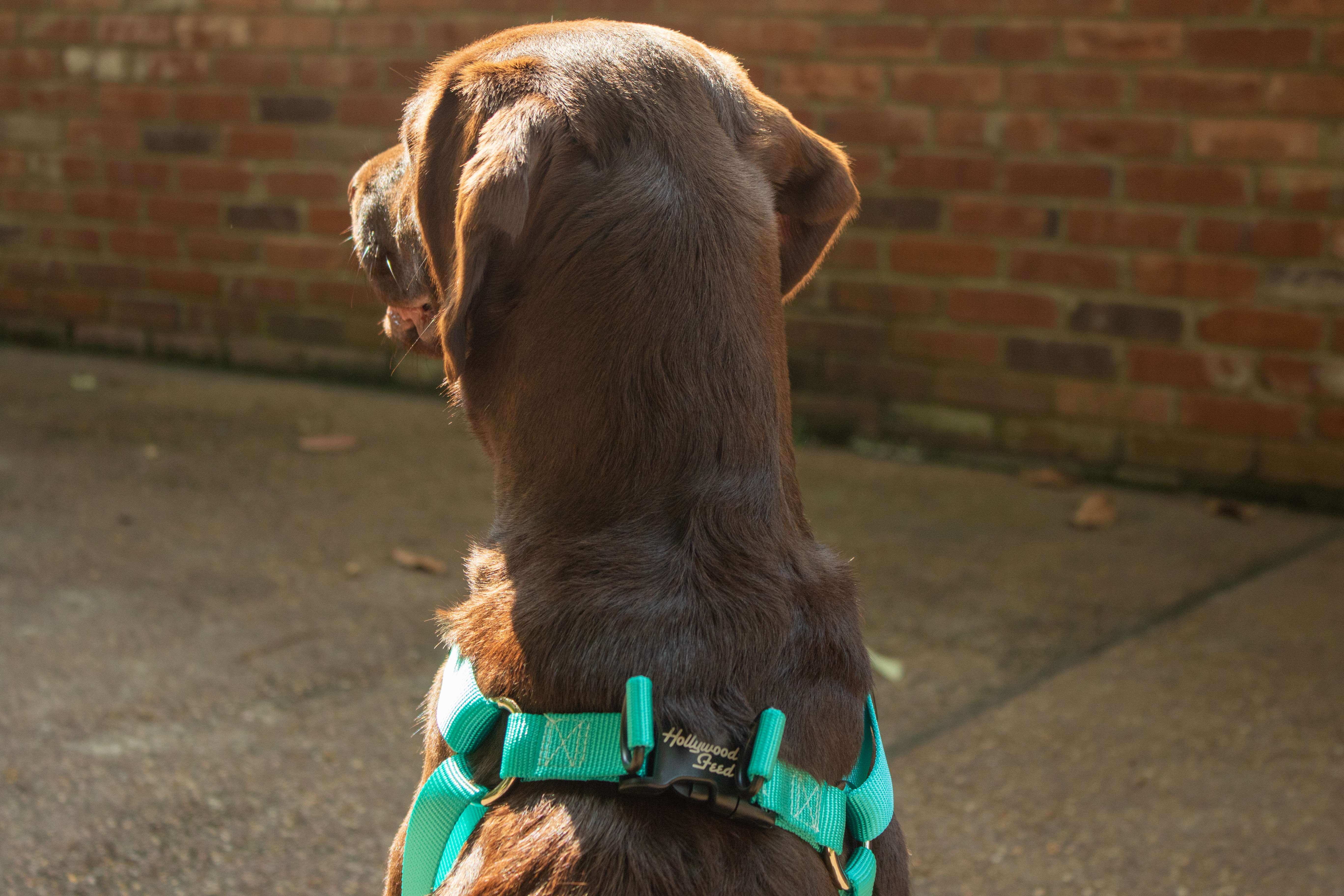 Hollywood Feed Ohio Made Teal harness on chocolate lab back