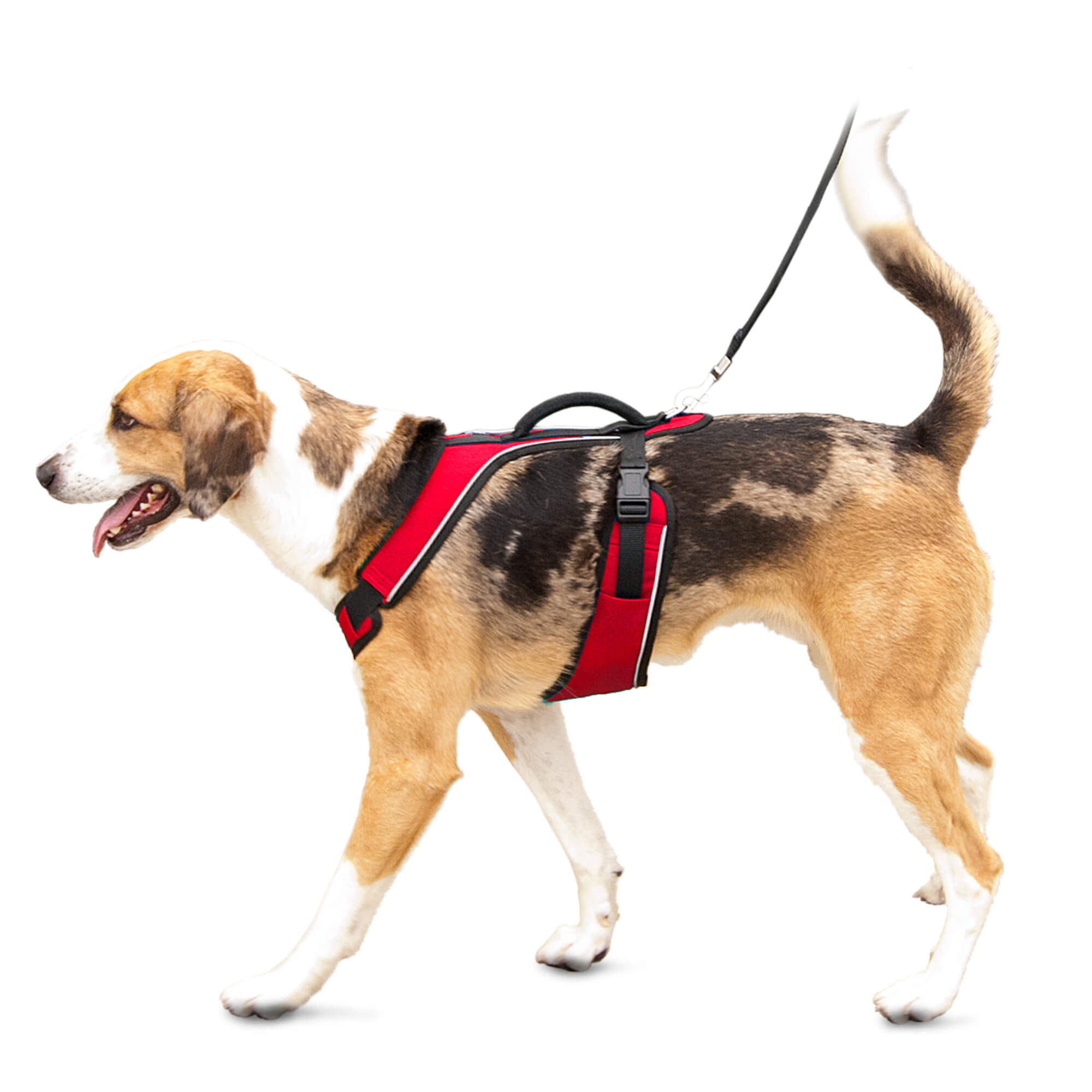 Dog wearing red petsafe easysport harness in large