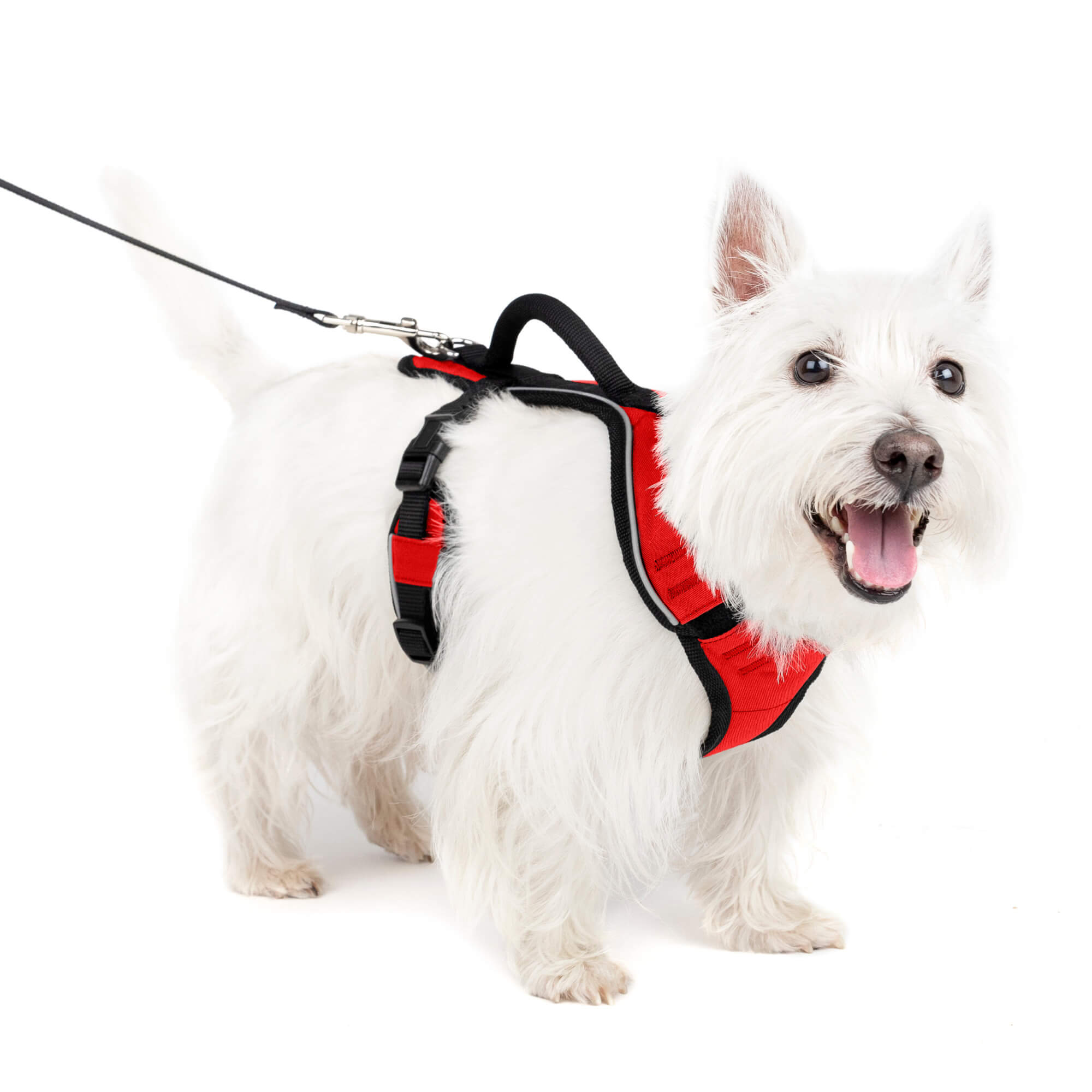 Dog wearing red petsafe easysport harness in small