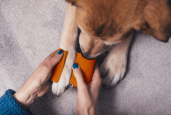 Person wrapping no-cone elastic bandage around dog's paw