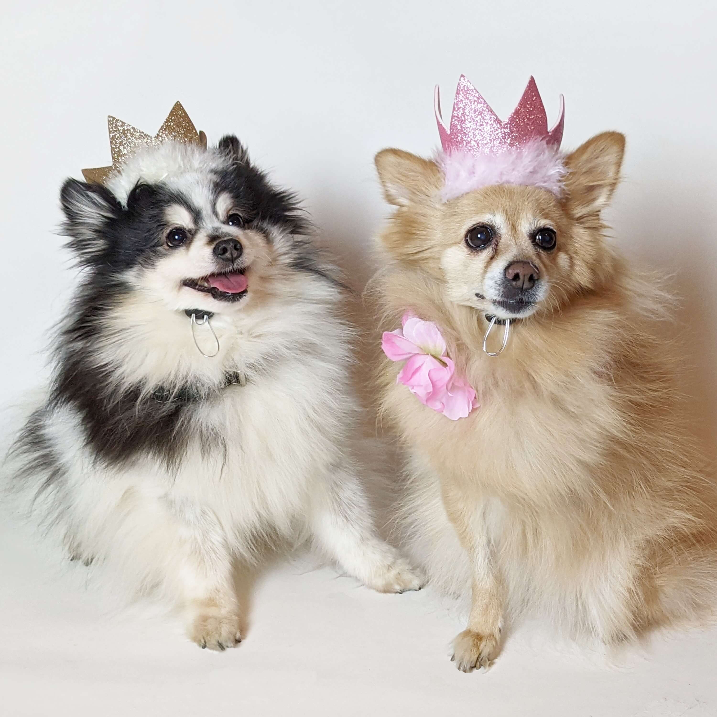 two dogs wearing huxley and kent crowns