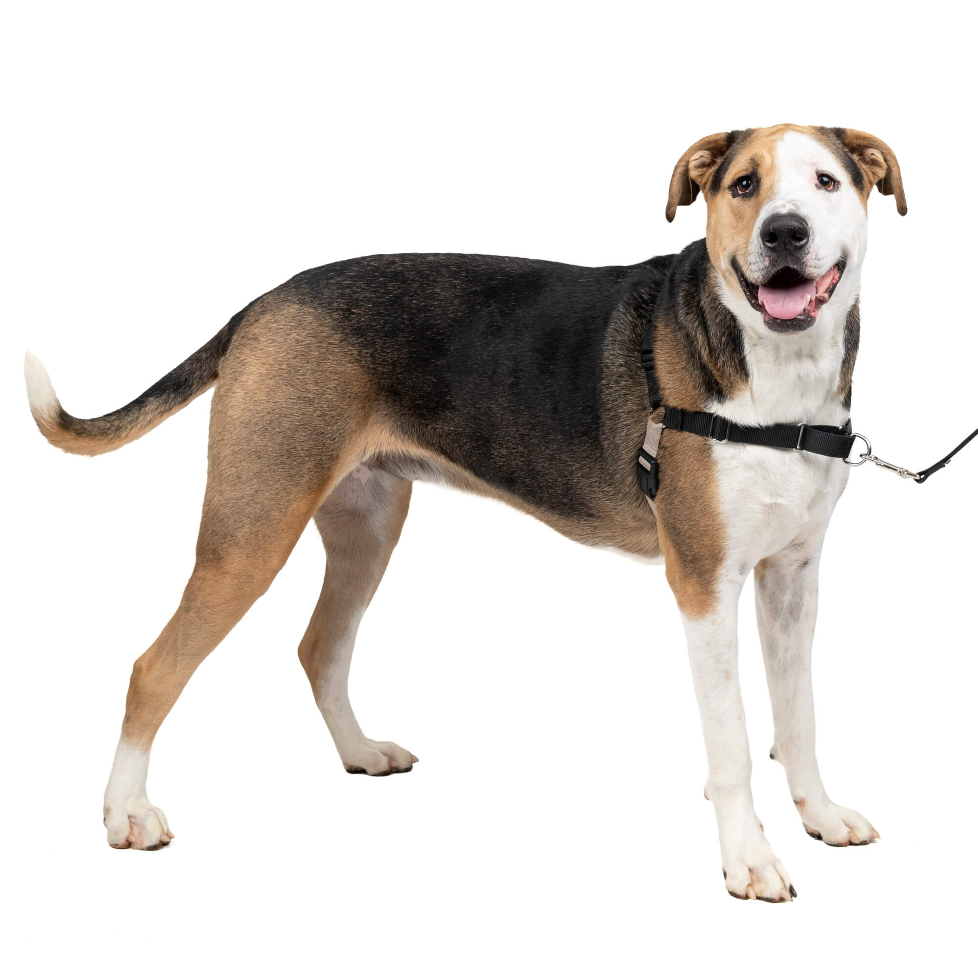 PetSafe - Easy Walk Harness