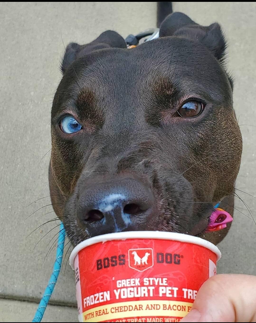 Boss Dog Frozen Yogurt lifestyle