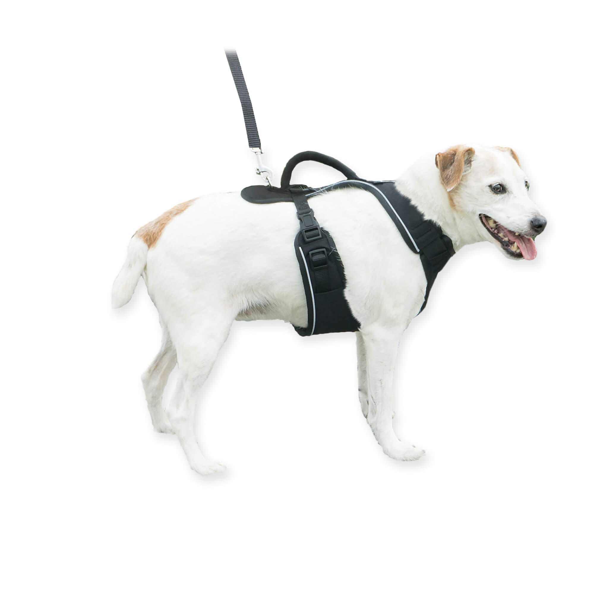 Dog wearing black petsafe easysport harness in small