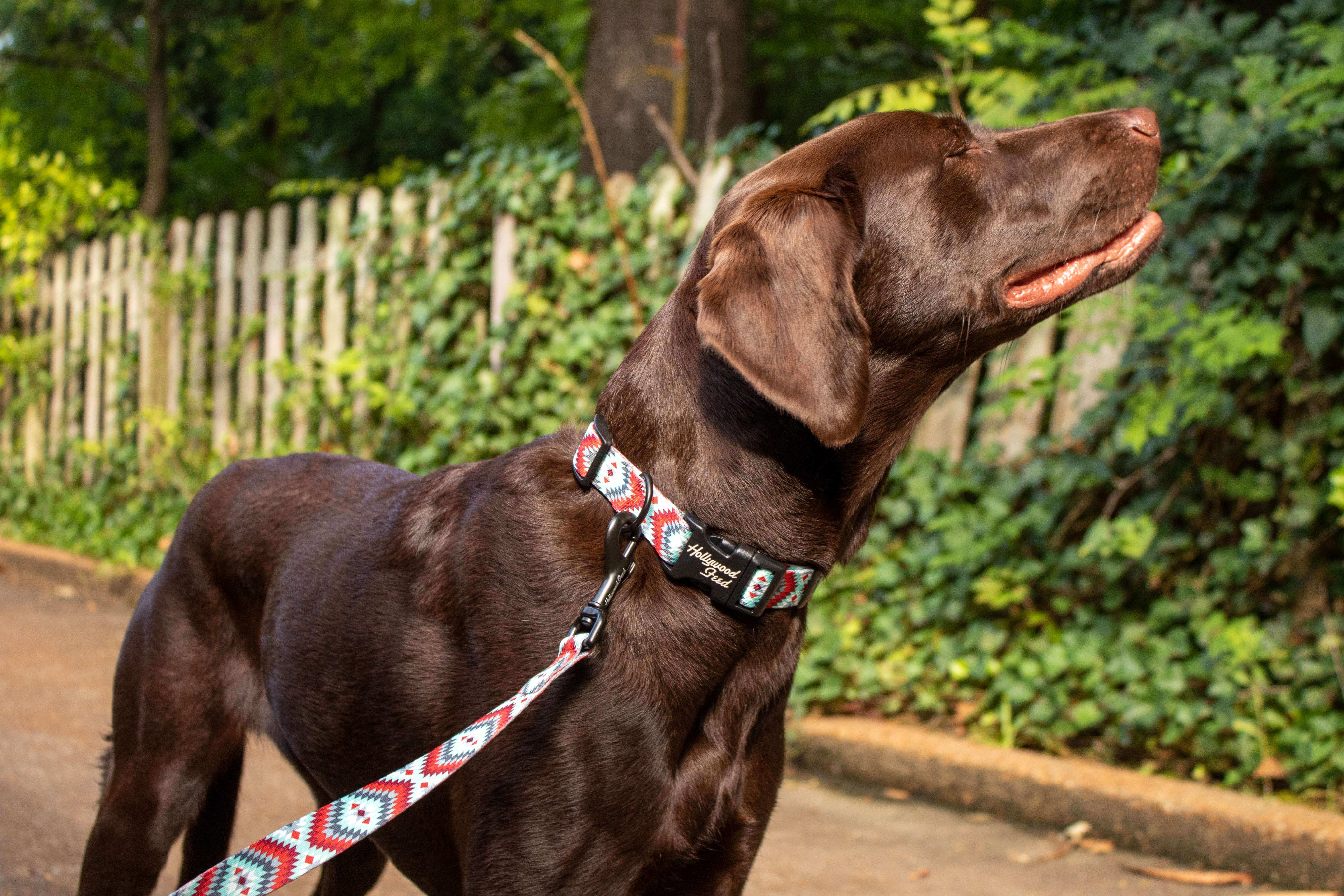 Hollywood Feed Ohio Made southwest red collar on chocolate lab with leash