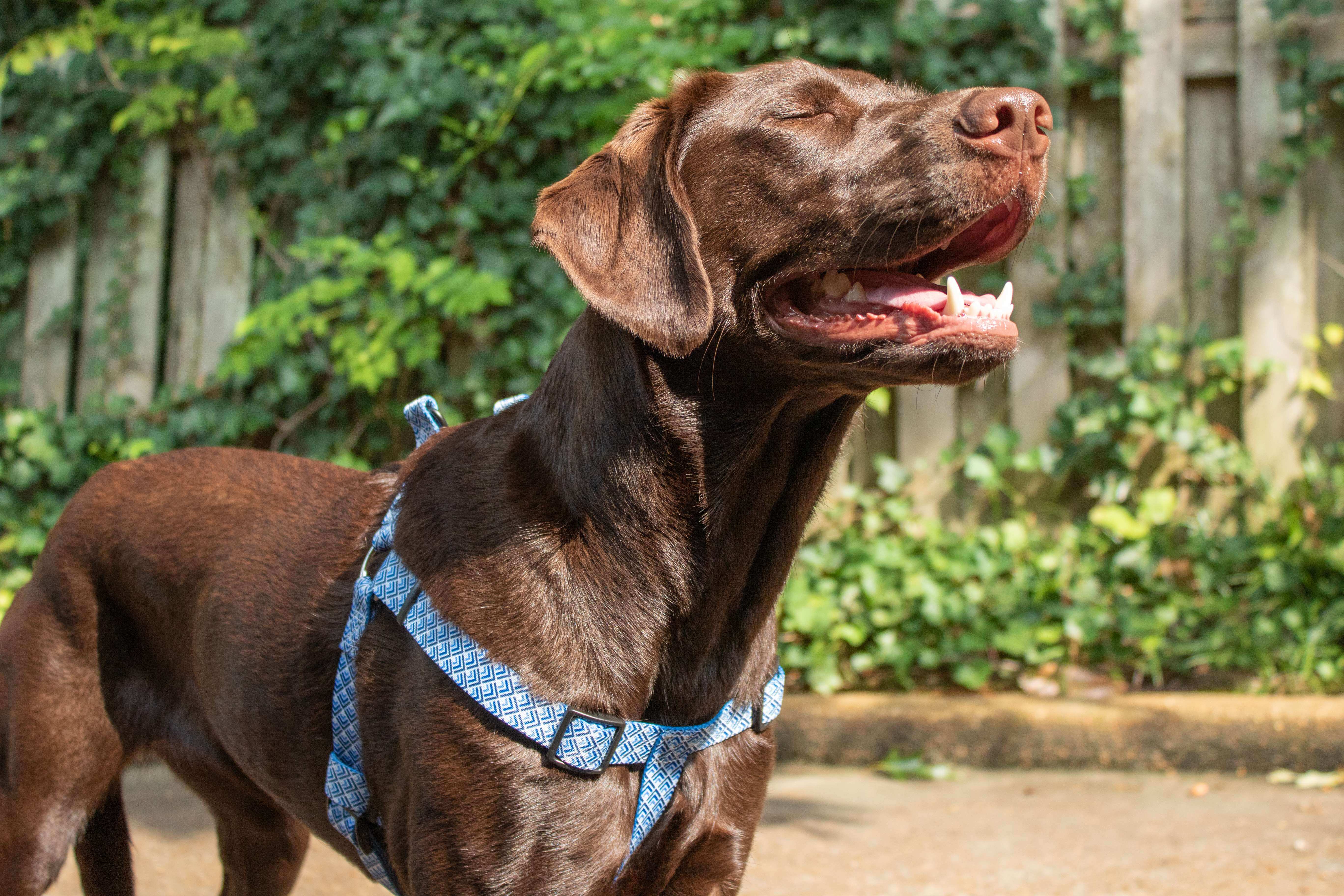 Hollywood Feed Ohio Made gradient blue harness on chocolate lab